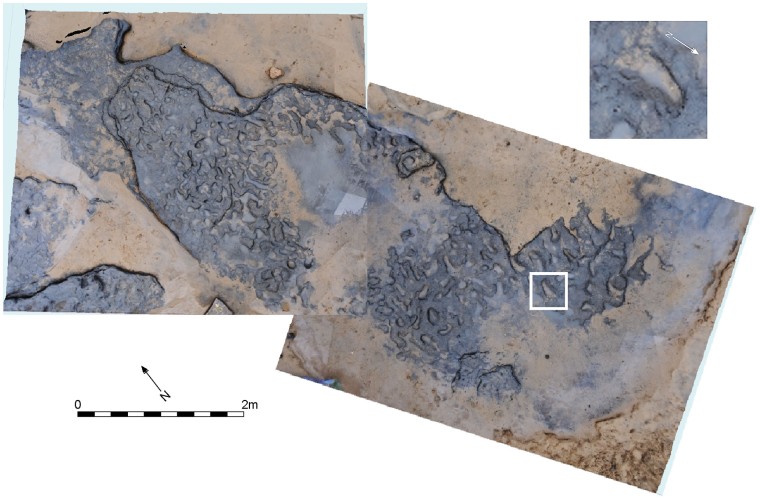 View from above of the well-trodden trackway at Happisburgh, with an enlarged example of one of the foot prints (credit: Ashton et al 2014 PLoS1)